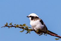 Southern white-crowned shrike (Eurocéphale à couronne blanche) Etosha - Namibie