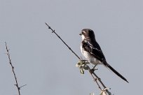 Southern Fiscal (Pie-grièche fiscale) Etosha