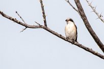 lesser grey shrike (Pie-grièche à poitrine rose) lesser grey shrike (Pie-grièche à poitrine rose)