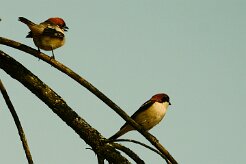 pie_grieche_a_tete_rousse_03-2 null