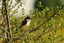 pie_grieche_a_tete_rousse_06-2 null