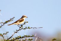 Souza shrike (Pie-grieche de Souza) Souza shrike (Pie-grieche de Souza)