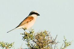 pie_grieche_ecorcheur_01-2 null