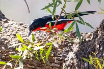 Crimson-breasted shrike (Gonolek rouge et noir) Waterberg - Namibie