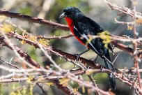 Crimson-breasted shrike (Gonolek rouge et noir) Okaukuejo - Etosha - Namibie