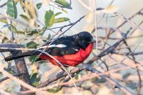 Crimson-breasted shrike (Gonolek rouge et noir) Etosha - Namibie