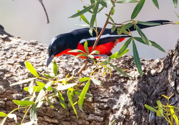 Gonolek rouge et noir