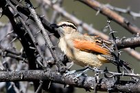 Brown-crowned Tchagra (Tchagra à tête brune) Du côté d'Omaruru