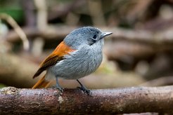 Tchitrec des Macareignes La Réunion