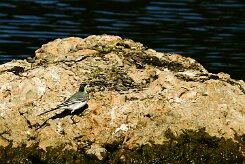 bergeronnette_grise_02-2 null