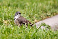 Cape wagtail (Bergeronnette du Cap) Cape wagtail (Bergeronnette du Cap)