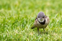 Cape wagtail (Bergeronnette du Cap) Cape wagtail (Bergeronnette du Cap)