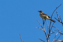 Cape Wagtail (Bergeronnette du Cap) Cape Wagtail (Bergeronnette du Cap)