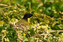 bergeronnette_printaniere_feldegg_11-2 null