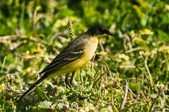 bergeronnette_printaniere_feldegg_12-2 null