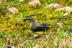 bergeronnette_printaniere_feldegg_13-2 null