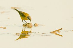 bergeronnette_printaniere_iberiae_03-2 null