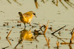 bergeronnette_printaniere_iberiae_05-2 null