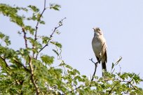 Long billed pipit (Pipit à long bec) Long billed pipit (Pipit à long bec)