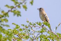 Long billed pipit (Pipit à long bec) Long billed pipit (Pipit à long bec)