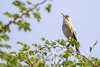 Long billed pipit (Pipit à long bec) Long billed pipit (Pipit à long bec)