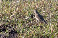 African pipit (Pipit Africain) Chief Island