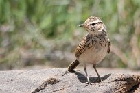 African pipit (Pipit africain) Daan Viljoen Game Park - Windhoek