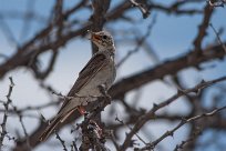 Grassveld pipit (Pipit africain) Etosha