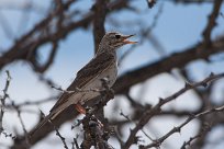 Grassveld pipit (Pipit africain) Etosha