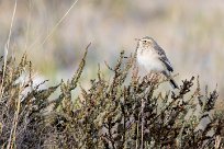 African pipit (Pipit africain) African pipit (Pipit africain)