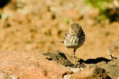 pipit_de_berthelot_01-2 null