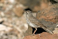 pipit_de_berthelot_02