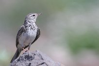 pipit_de_berthelot_03