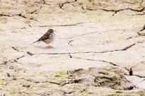 Pipit farlouse Pipit farlouse