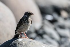 Pipit farlouse Île de Grimsey