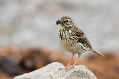 Pipit farlouse Fjords du Nord-Ouest