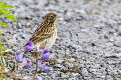Pipit farlouse Fjords du Nord-Ouest