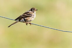 Pipit farlouse Entre Vik et Bitra