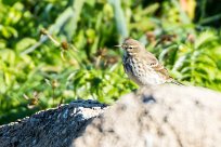 Pipit farlouse Pipit farlouse