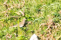 Pipit farlouse Pipit farlouse