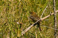 pipit_farlouse_01-2 null