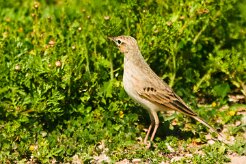 pipit_rousseline_01-2 null
