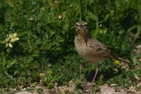 pipit_rousseline_02