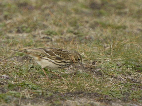 Pipit à gorge rousse