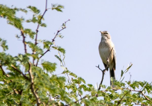 Pipit à long bec