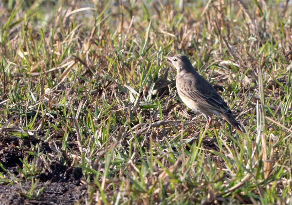 Pipit Africain