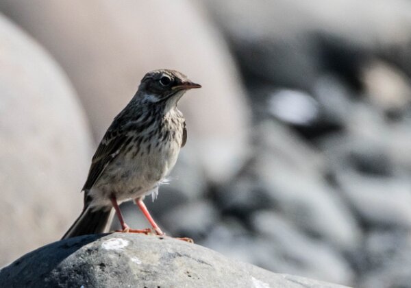 Pipit farlouse