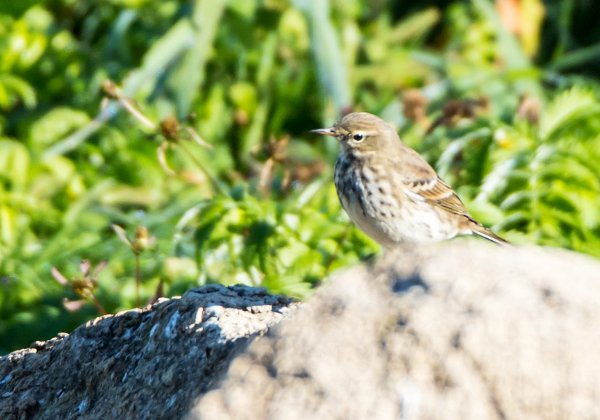 Pipit farlouse