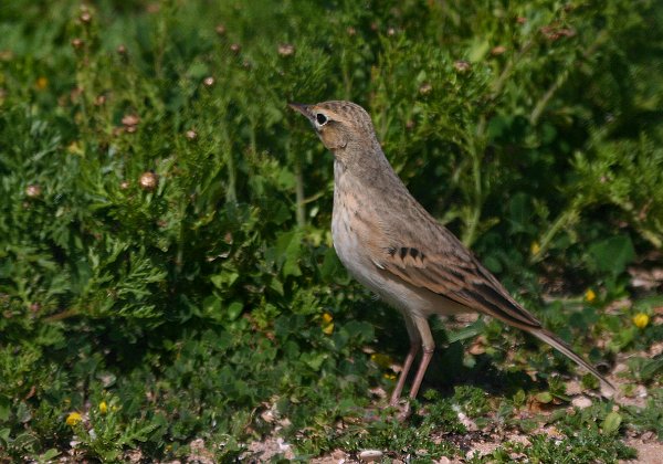 Pipit rousseline