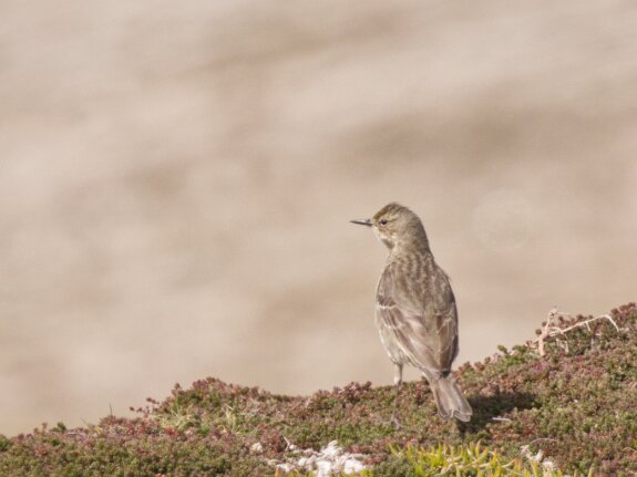 Pipit spioncelle